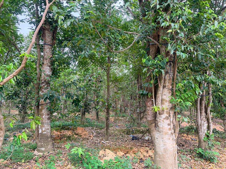 Discovering Agarwood: The Wood of the Gods